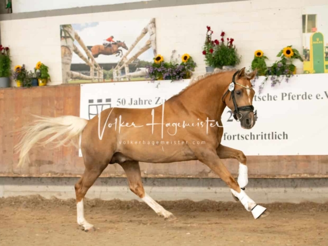 ZfdP Sommerkörung 25