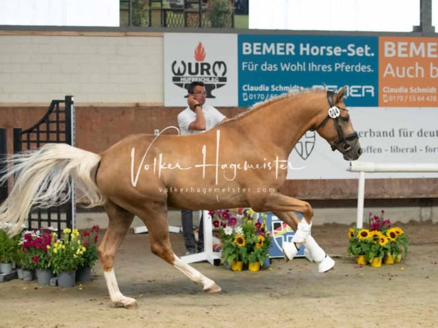 ZfdP Sommerkörung 26