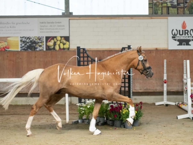 ZfdP Sommerkörung 27