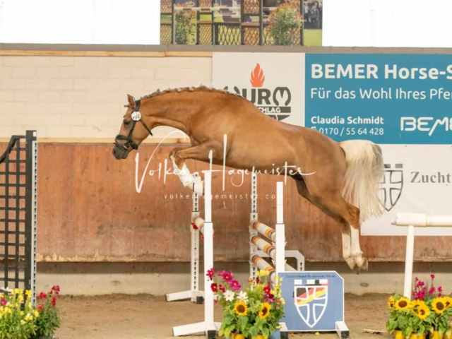 ZfdP Sommerkörung 28