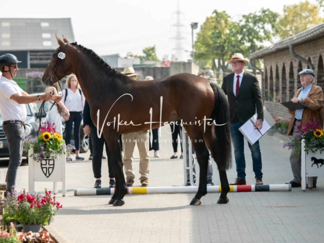 ZfdP Sommerkörung 5