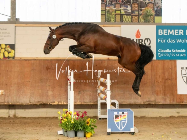 ZfdP Sommerkörung 6