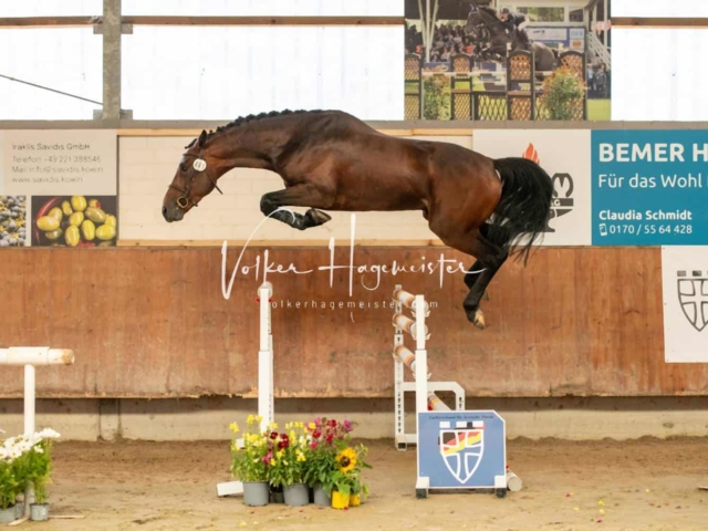 ZfdP Sommerkörung 7