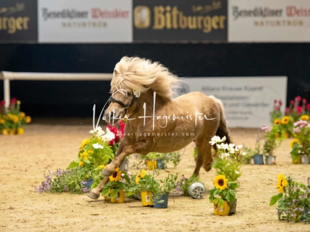 ZfdP Sommerkörung 9