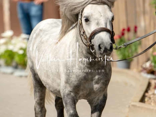 ZfdP Sommerkörung 11