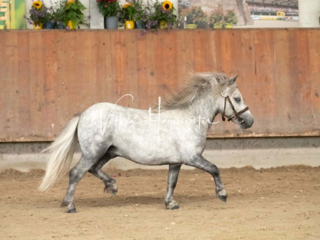 ZfdP Sommerkörung 15