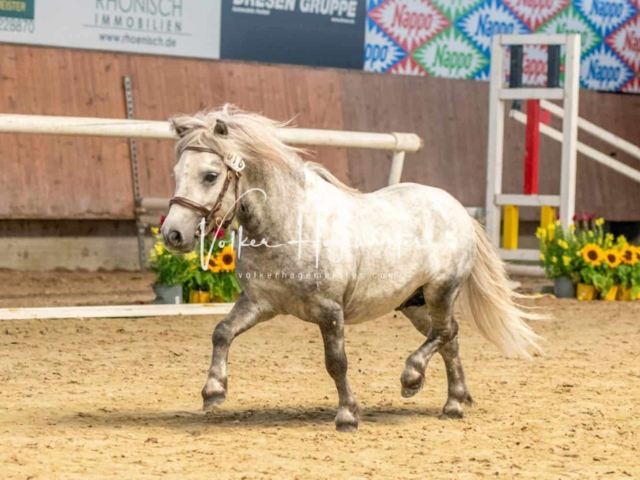 ZfdP Sommerkörung 16