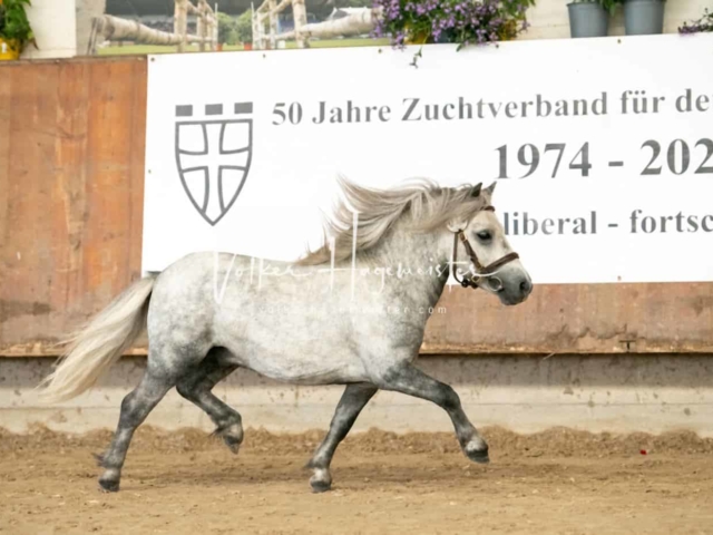 ZfdP Sommerkörung 17