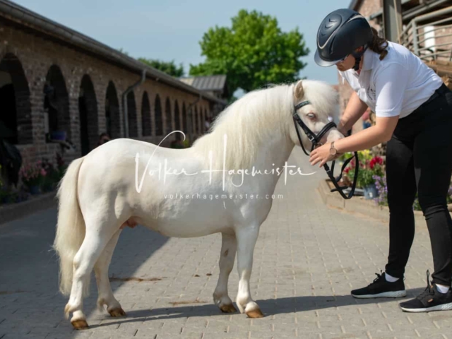 ZfdP Sommerkörung 19