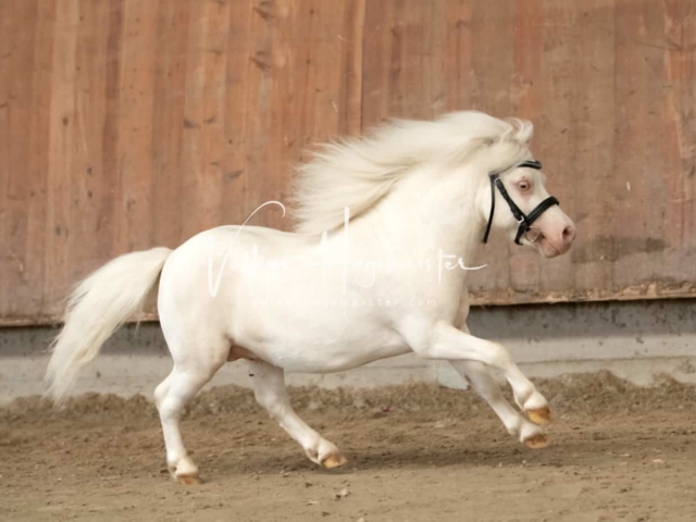 ZfdP Sommerkörung 22