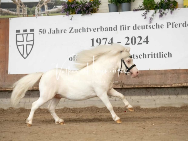 ZfdP Sommerkörung 23