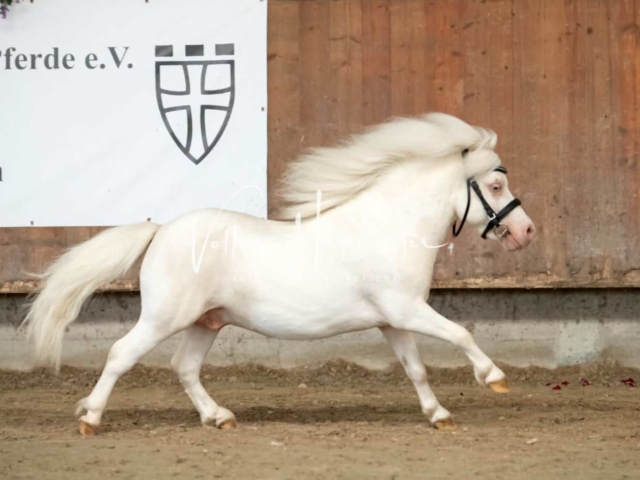 ZfdP Sommerkörung 24