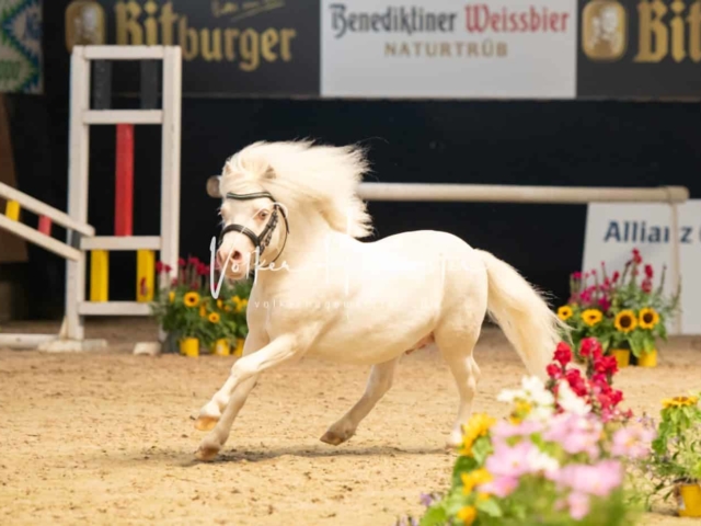 ZfdP Sommerkörung 25