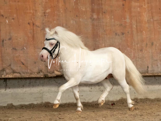 ZfdP Sommerkörung 26