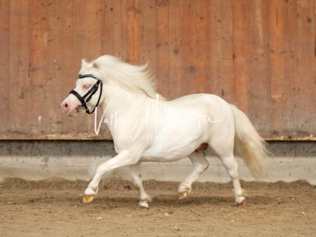 ZfdP Sommerkörung 27