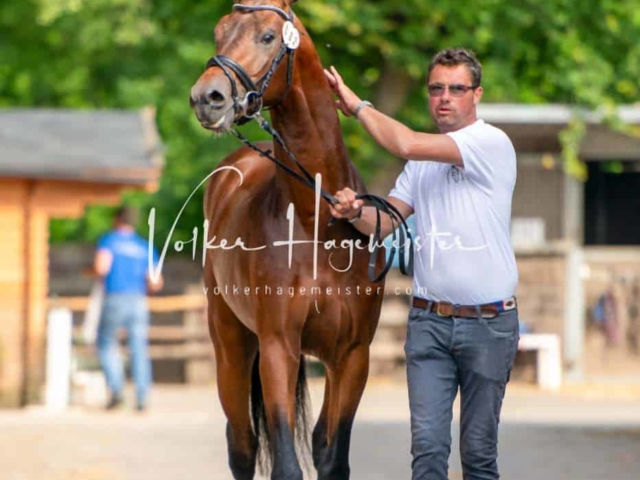 ZfdP Sommerkörung 25