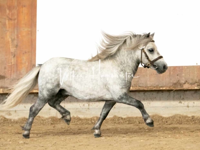 ZfdP Sommerkörung 26