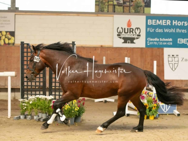 ZfdP Sommerkörung 7