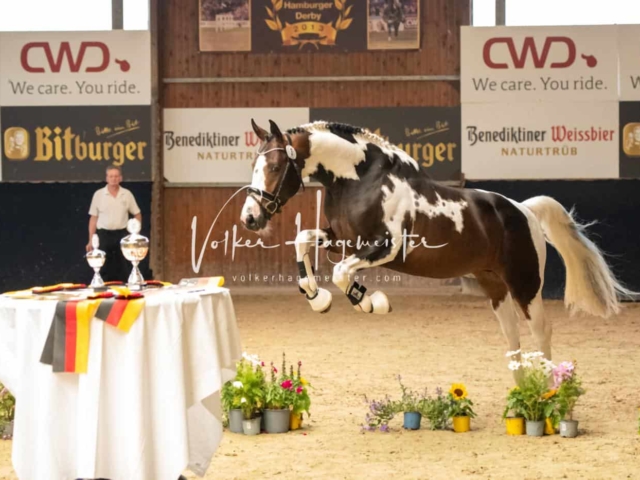 ZfdP Sommerkörung 11