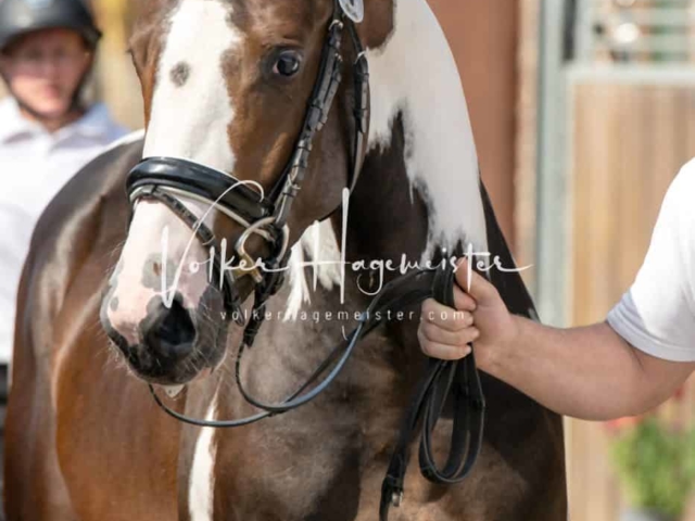 ZfdP Sommerkörung 12