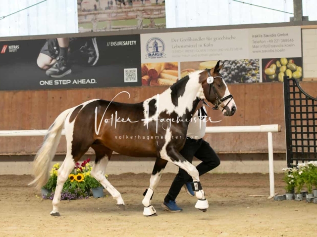 ZfdP Sommerkörung 15