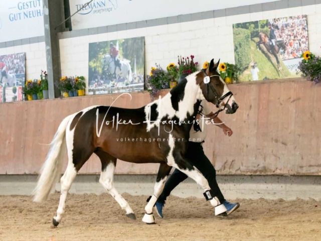 ZfdP Sommerkörung 16