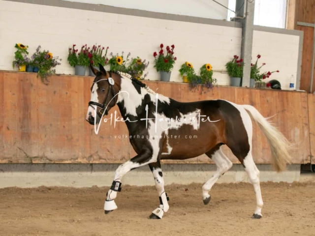 ZfdP Sommerkörung 17