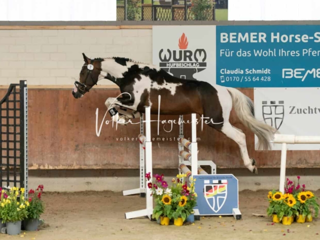 ZfdP Sommerkörung 19