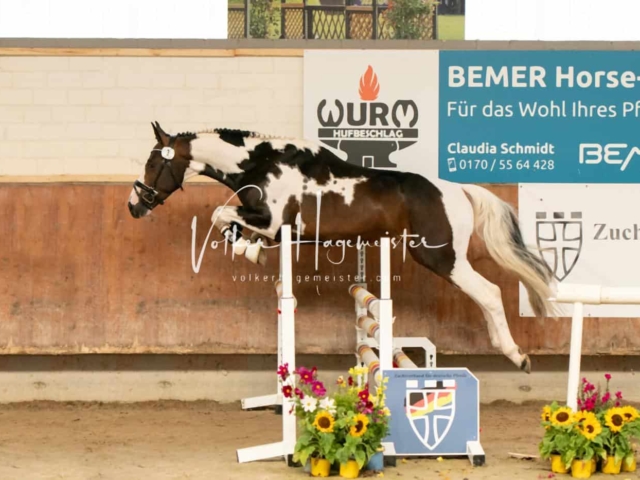 ZfdP Sommerkörung 20