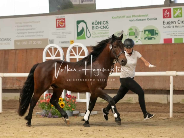 ZfdP Sommerkörung 4