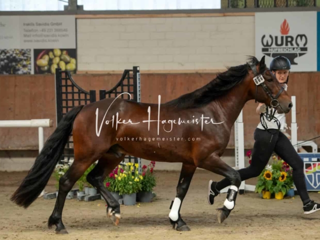 ZfdP Sommerkörung 5