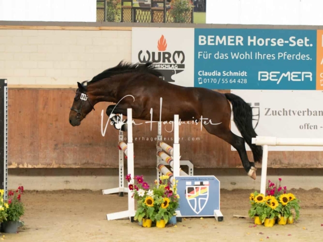 ZfdP Sommerkörung 8