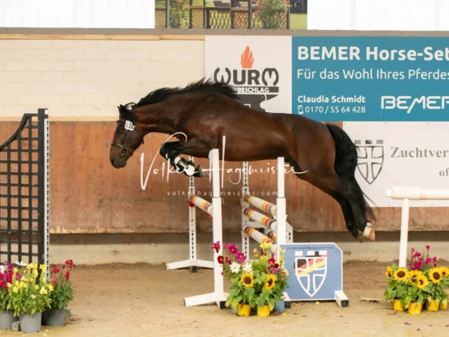 ZfdP Sommerkörung 9