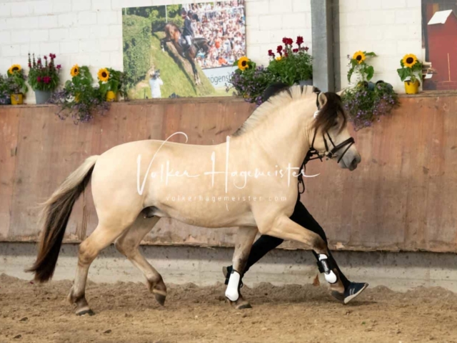 ZfdP Sommerkörung 29