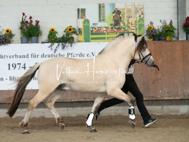 ZfdP Sommerkörung 30