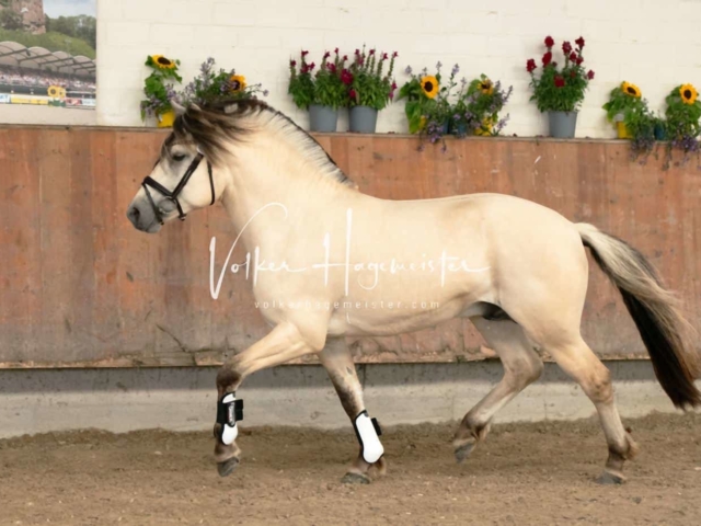 ZfdP Sommerkörung 2