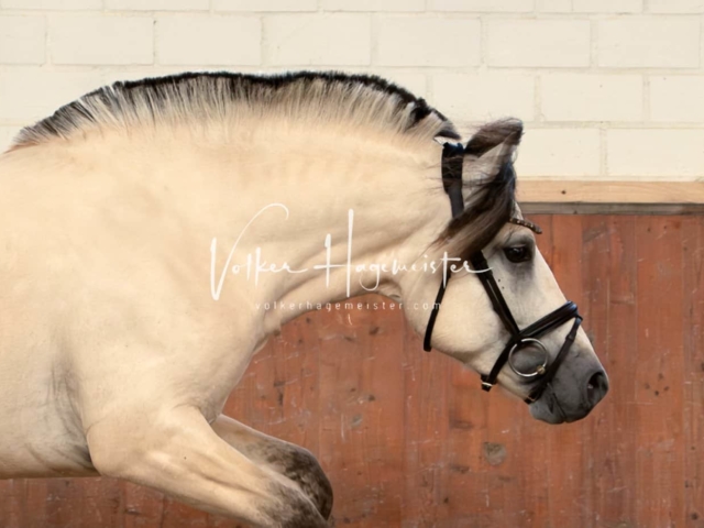 ZfdP Sommerkörung 3