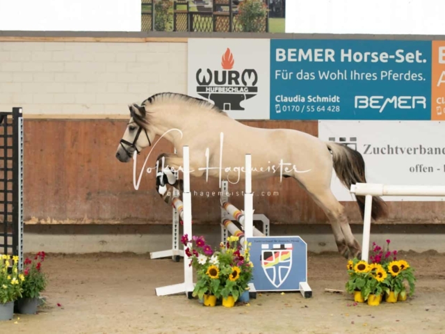 ZfdP Sommerkörung 4
