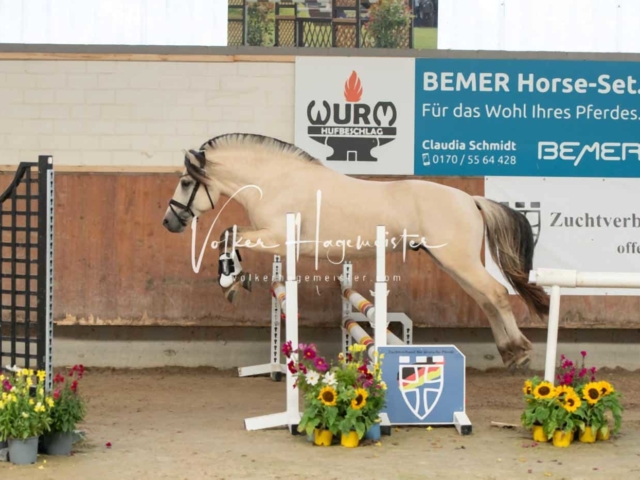 ZfdP Sommerkörung 5