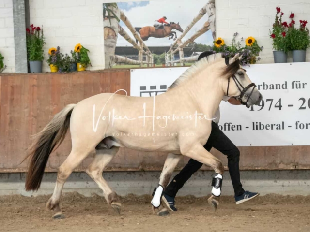 ZfdP Sommerkörung 6