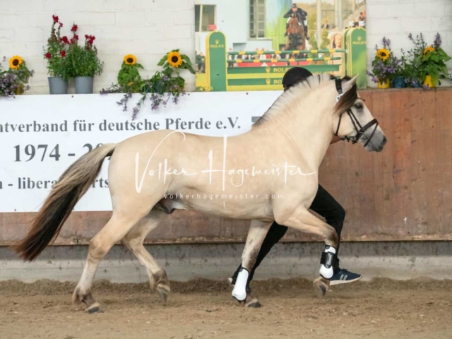 ZfdP Sommerkörung 7