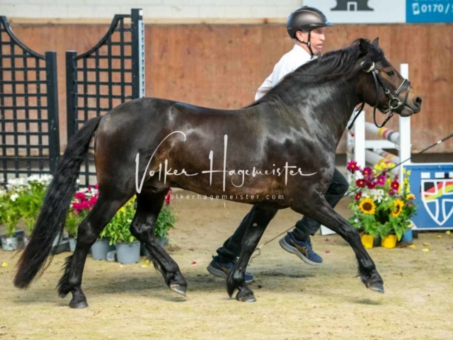 ZfdP Sommerkörung 10