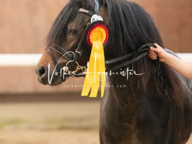 ZfdP Sommerkörung 11