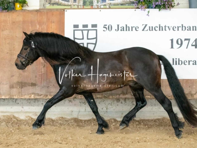 ZfdP Sommerkörung 15