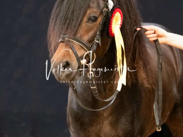 ZfdP Sommerkörung 13