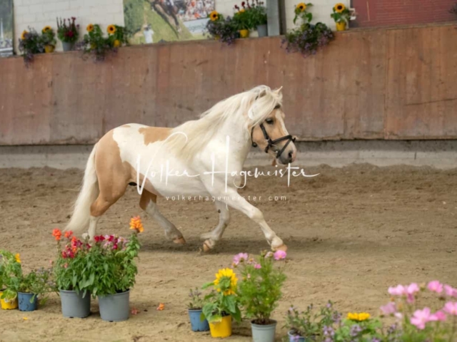 ZfdP Sommerkörung 16