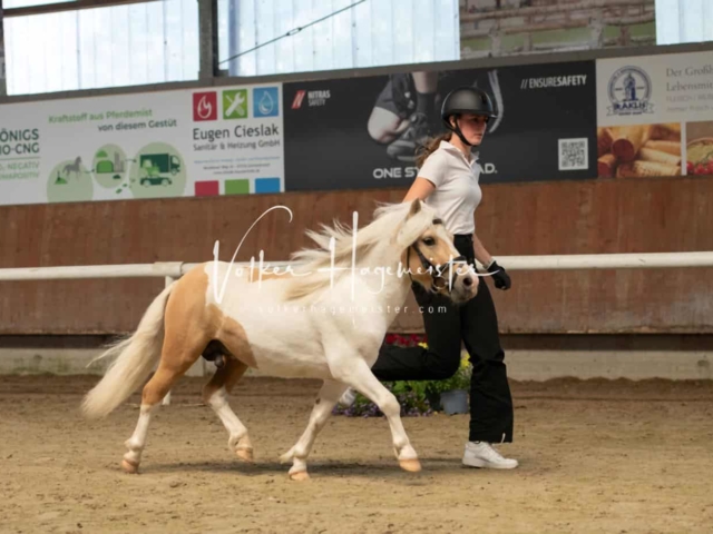 ZfdP Sommerkörung 18