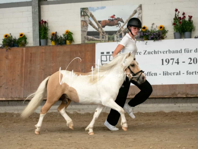 ZfdP Sommerkörung 19