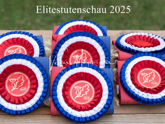 Elitestutenschau nachmittags 1