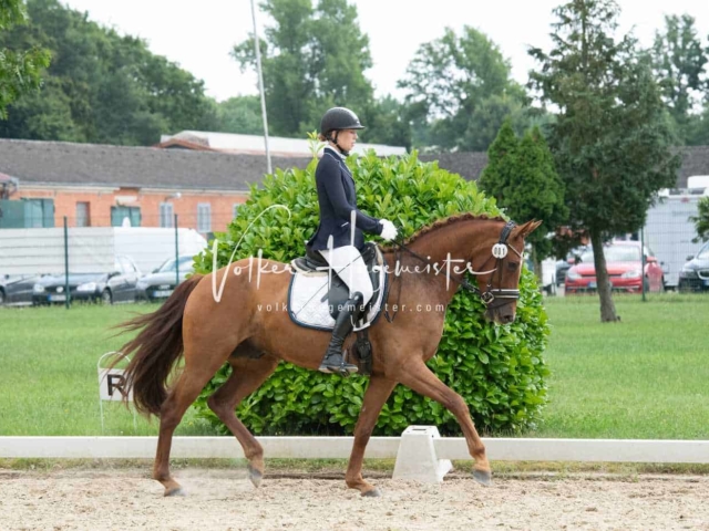 ZfdP Bundesturnier 2